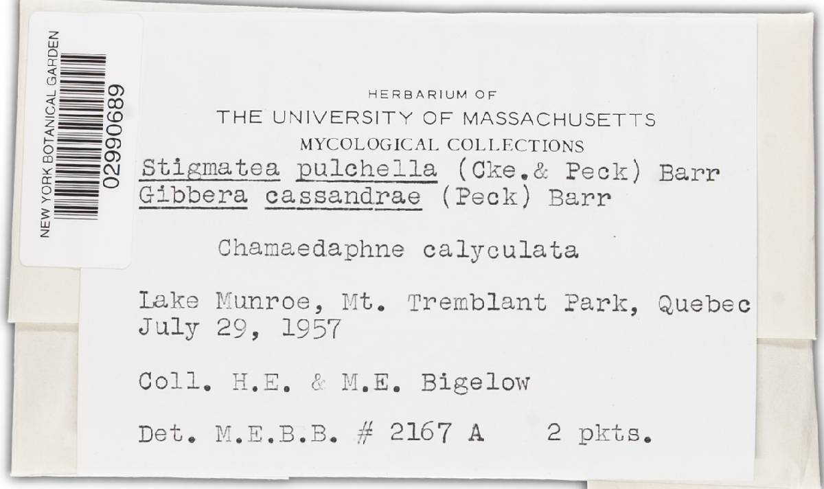 Gibbera pulchella image