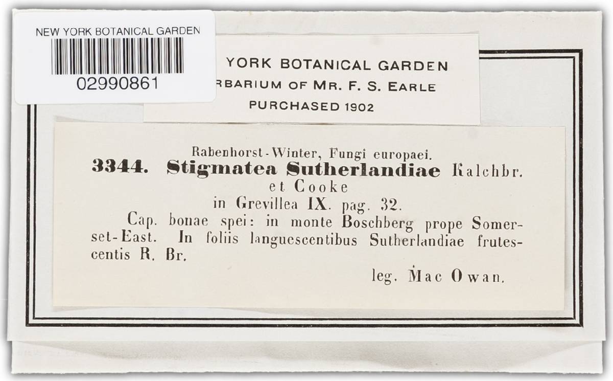 Stigmatula sutherlandiae image