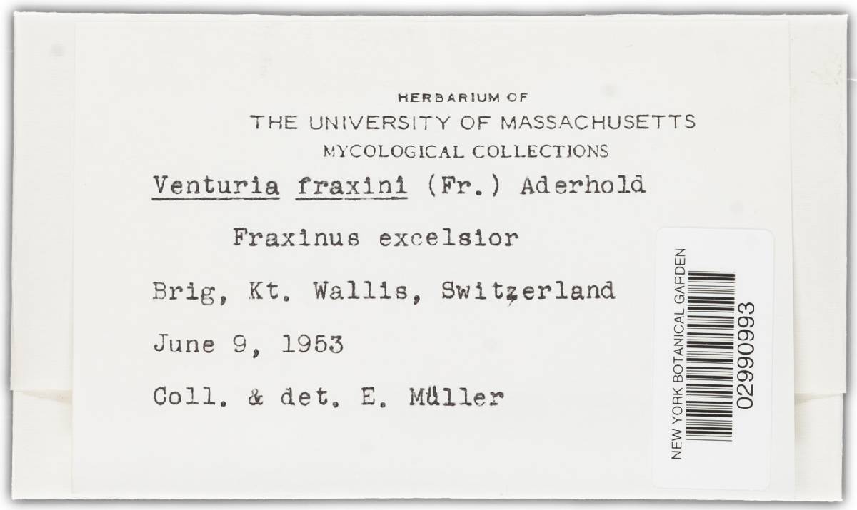 Venturia fraxini image