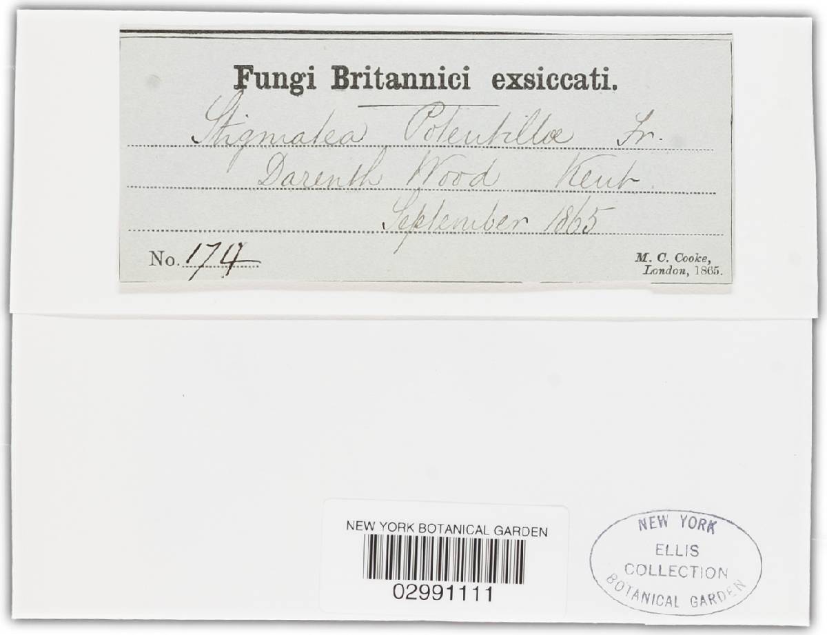 Venturia potentillae image