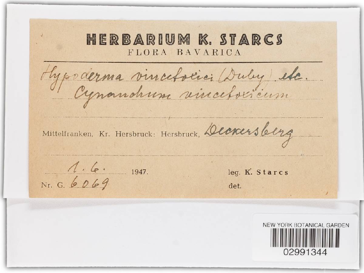 Hypoderma vincetoxici image