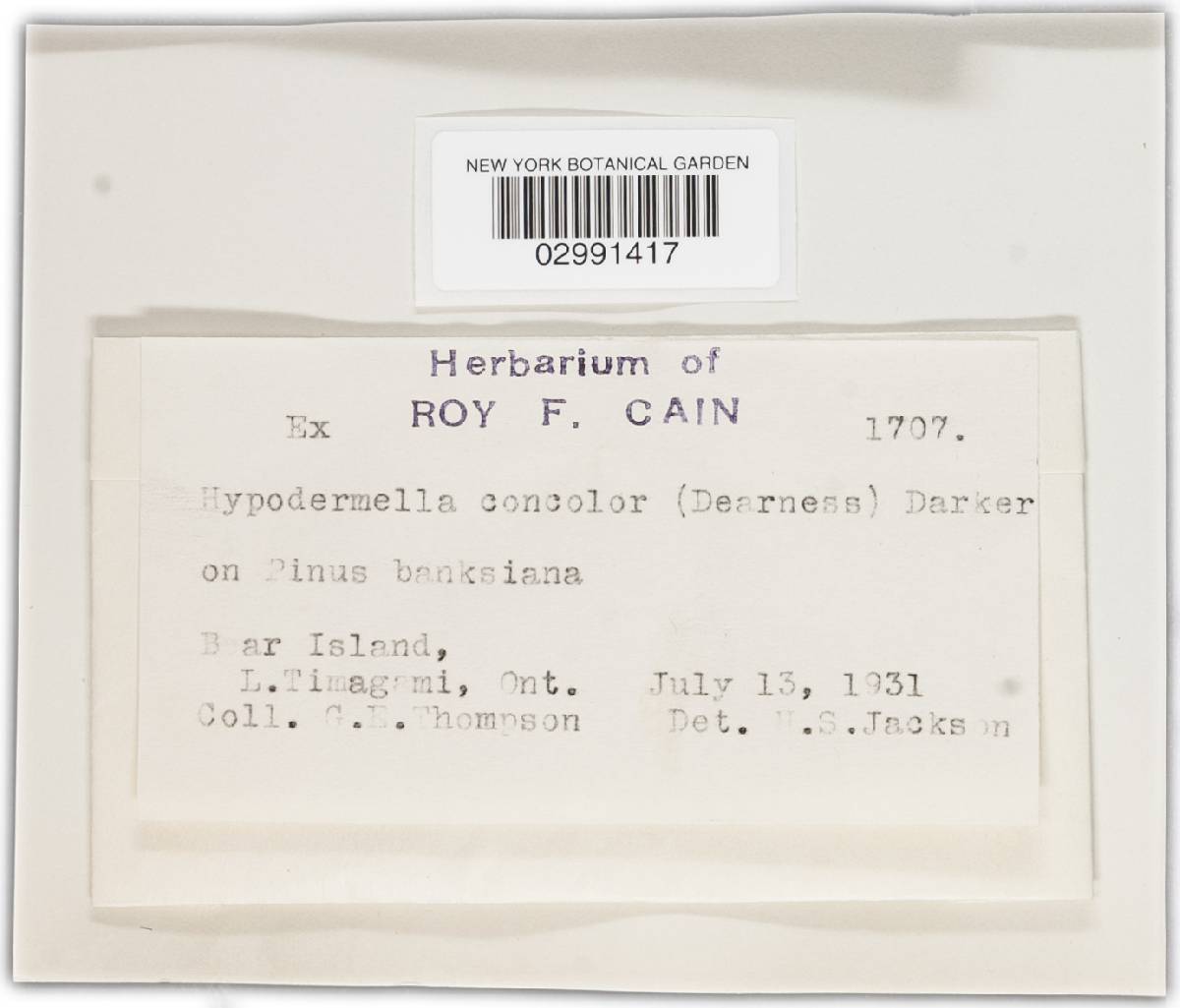 Hypodermella concolor image