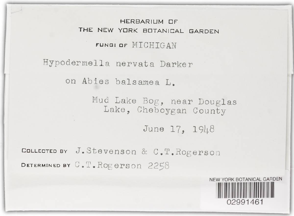 Hypodermella nervata image