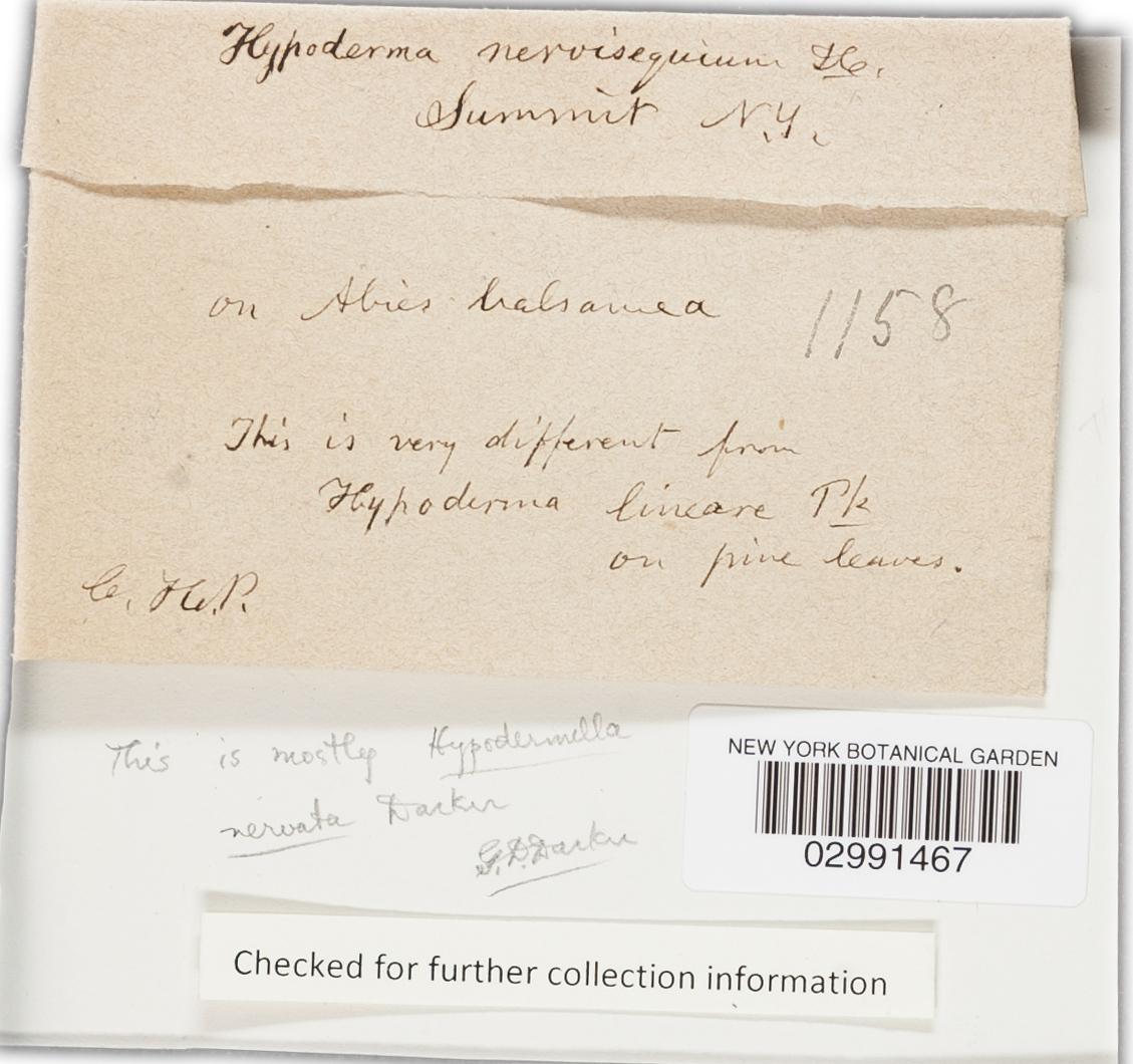 Hypodermella nervata image