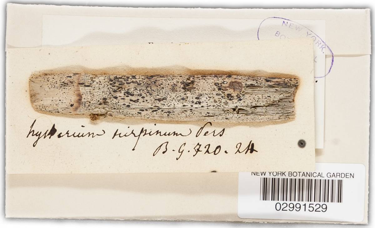 Hypohelion scirpinum image