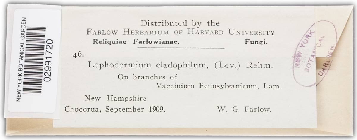 Lophodermium cladophilum image
