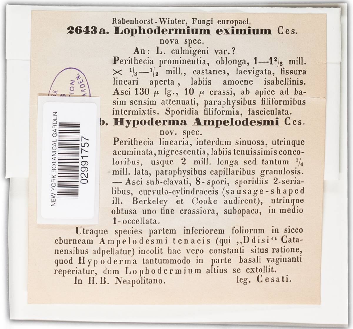 Lophodermium eximium image