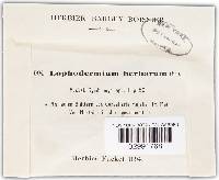 Lophodermium herbarum image