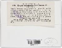 Lophodermium laricinum image