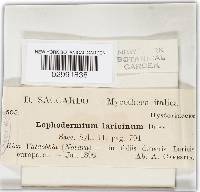 Lophodermium laricinum image