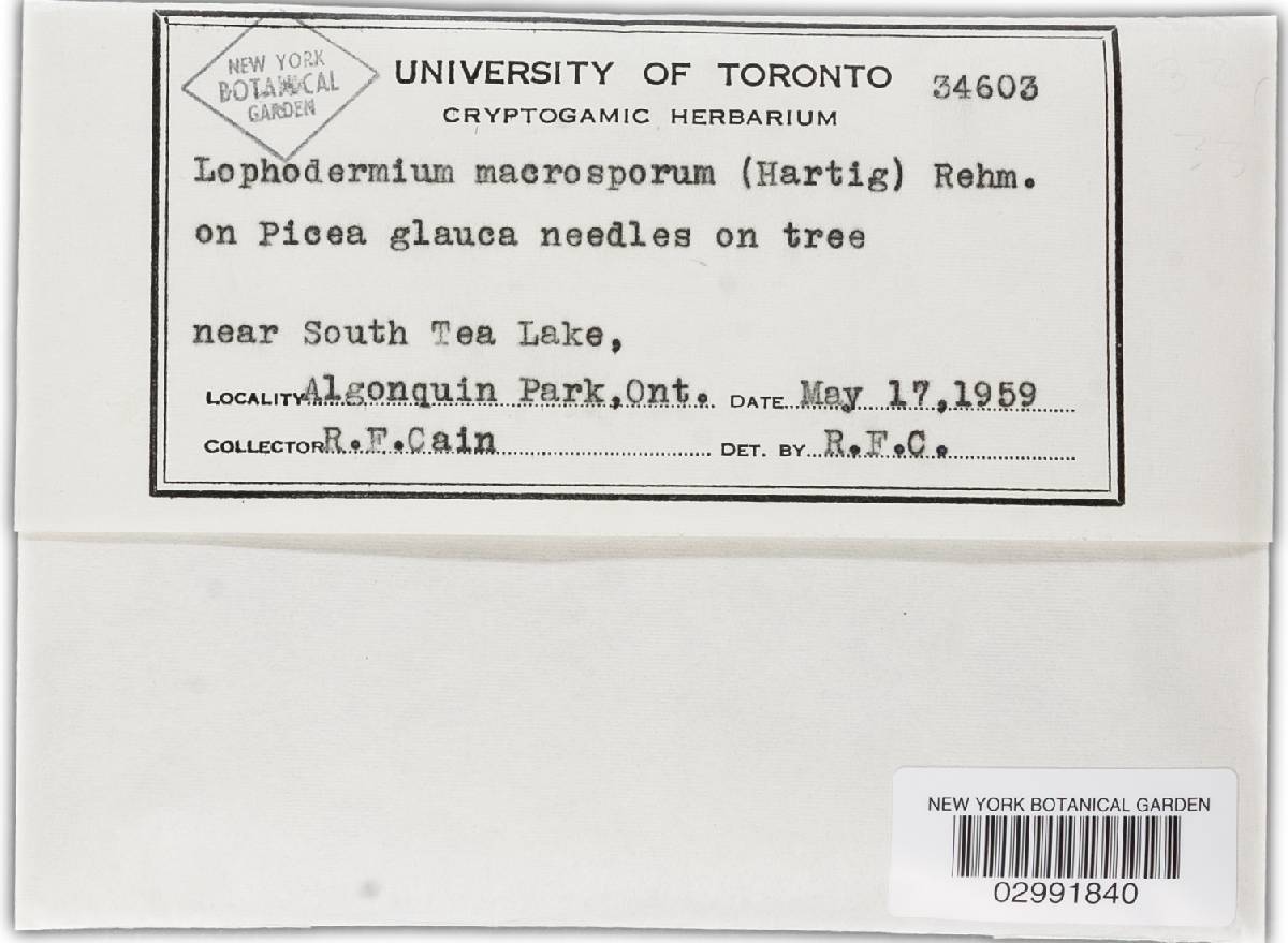 Lirula macrospora image