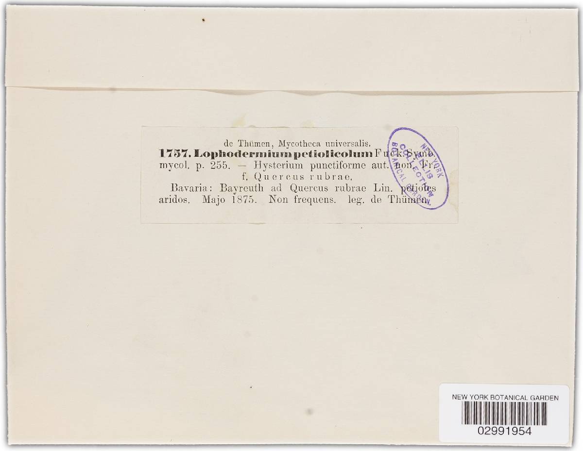 Lophodermium petiolicola image