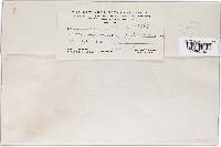 Lophodermium platyplacum image