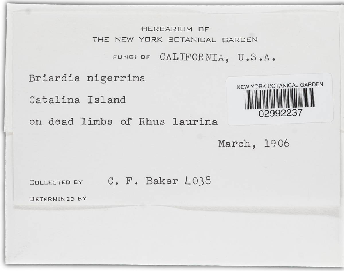 Briardia nigerrima image