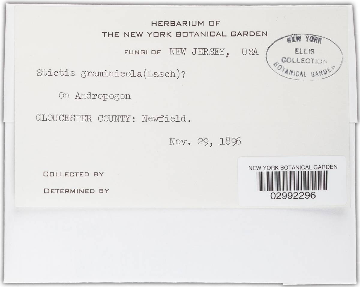 Stictis graminicola image