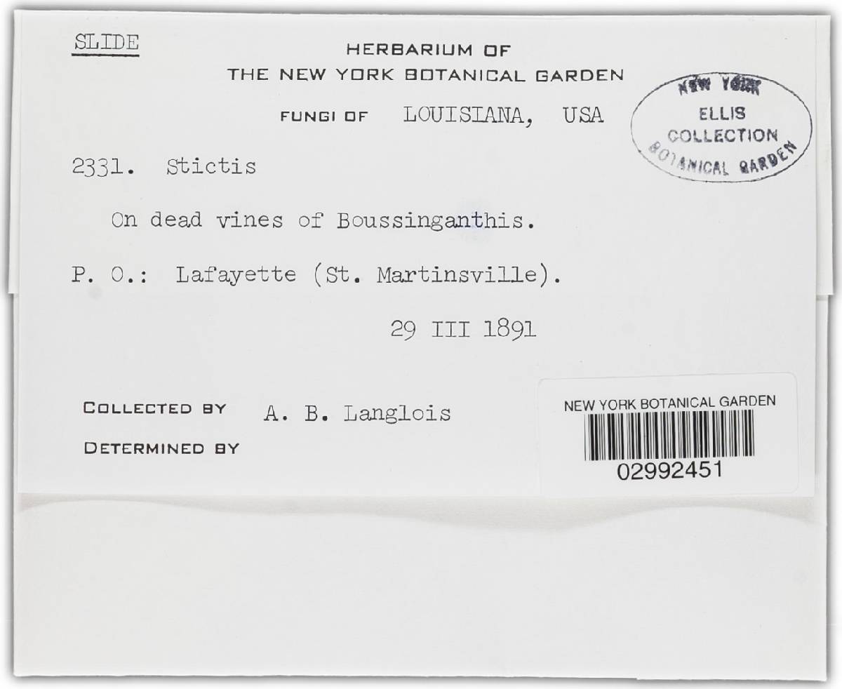 Schizoxylon compositum image