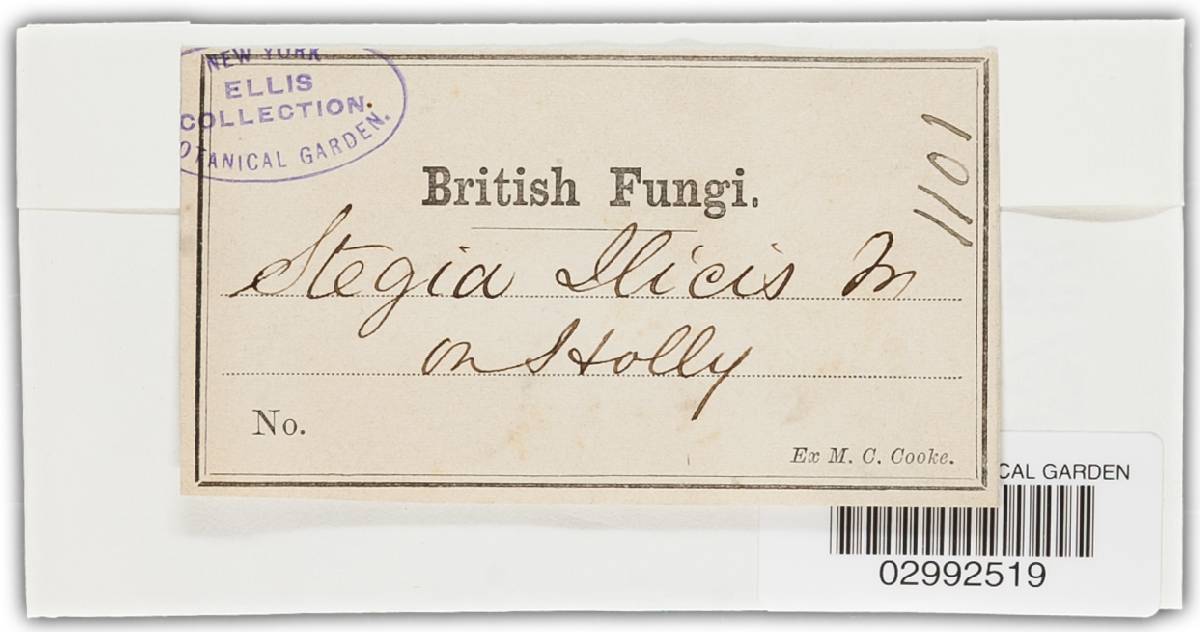 Stegia ilicis image