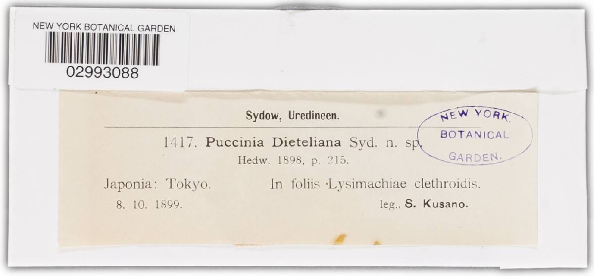 Puccinia dieteliana image