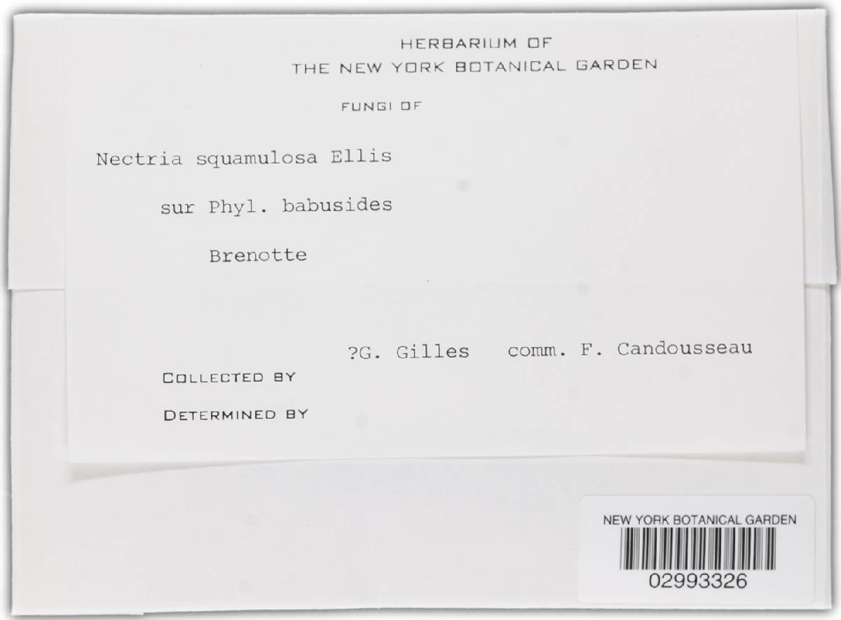 Nectriopsis squamulosa image