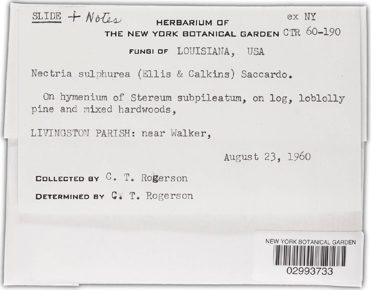 Nectria sulphurea image