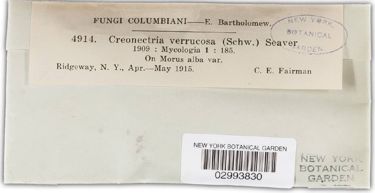 Nectria verrucosa image