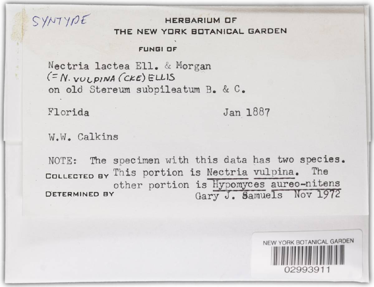 Nectria vulpina image