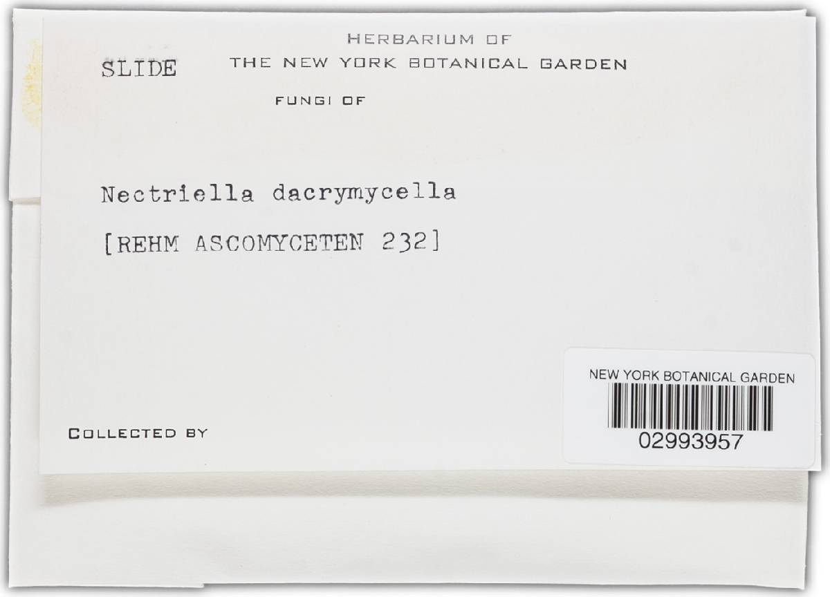 Nectriella dacrymycella image