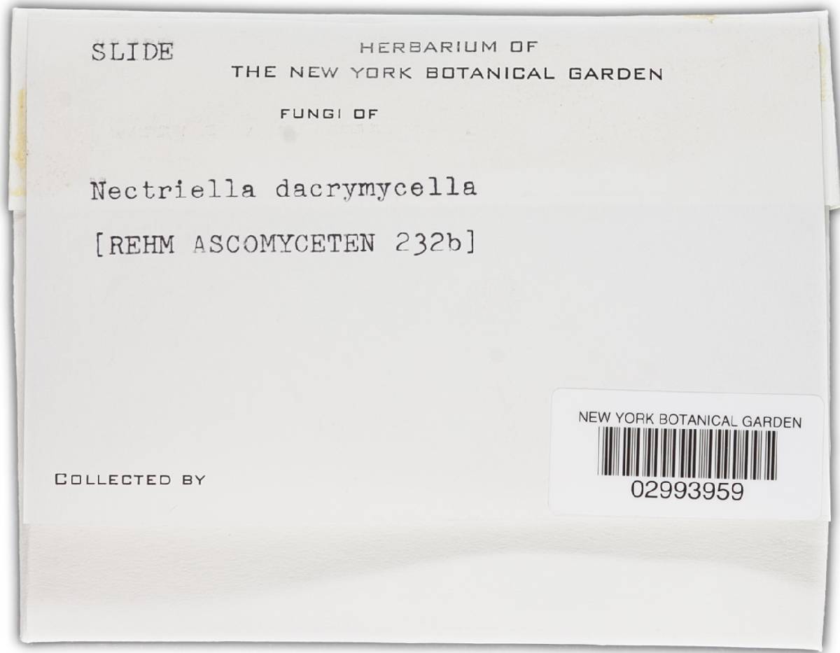 Nectriella dacrymycella image