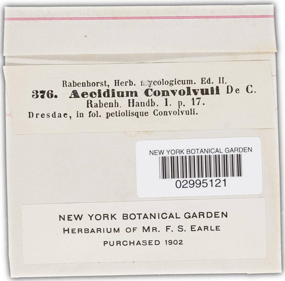 Puccinia convolvuli image