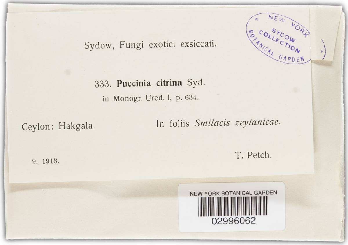 Puccinia citrina image