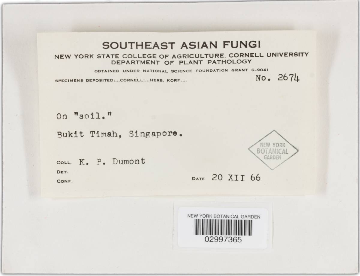 Amauroderma rugosum image