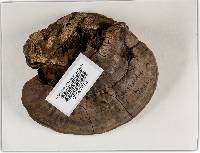 Ganoderma australe image