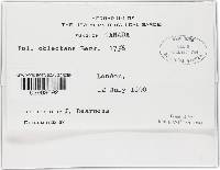 Coltricia cinnamomea image