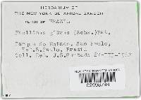 Phellinus gilvus image