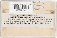 Puccinia circaeae image