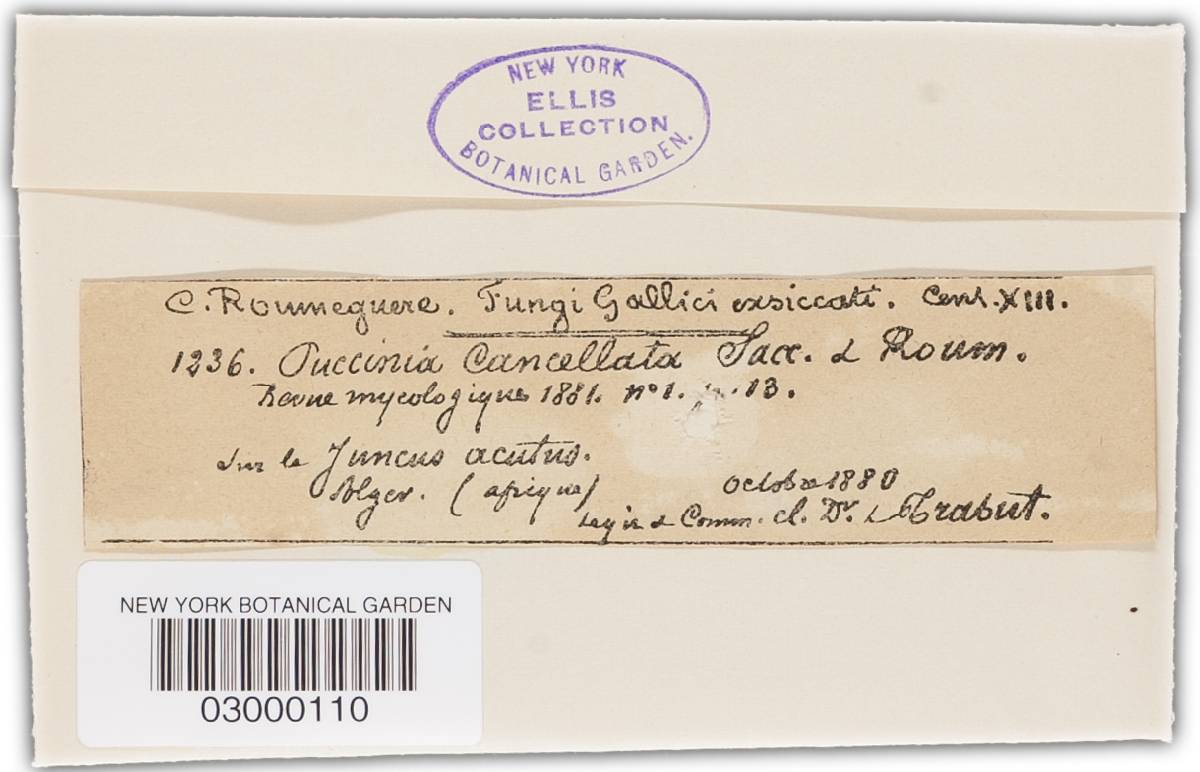 Puccinia cancellata image