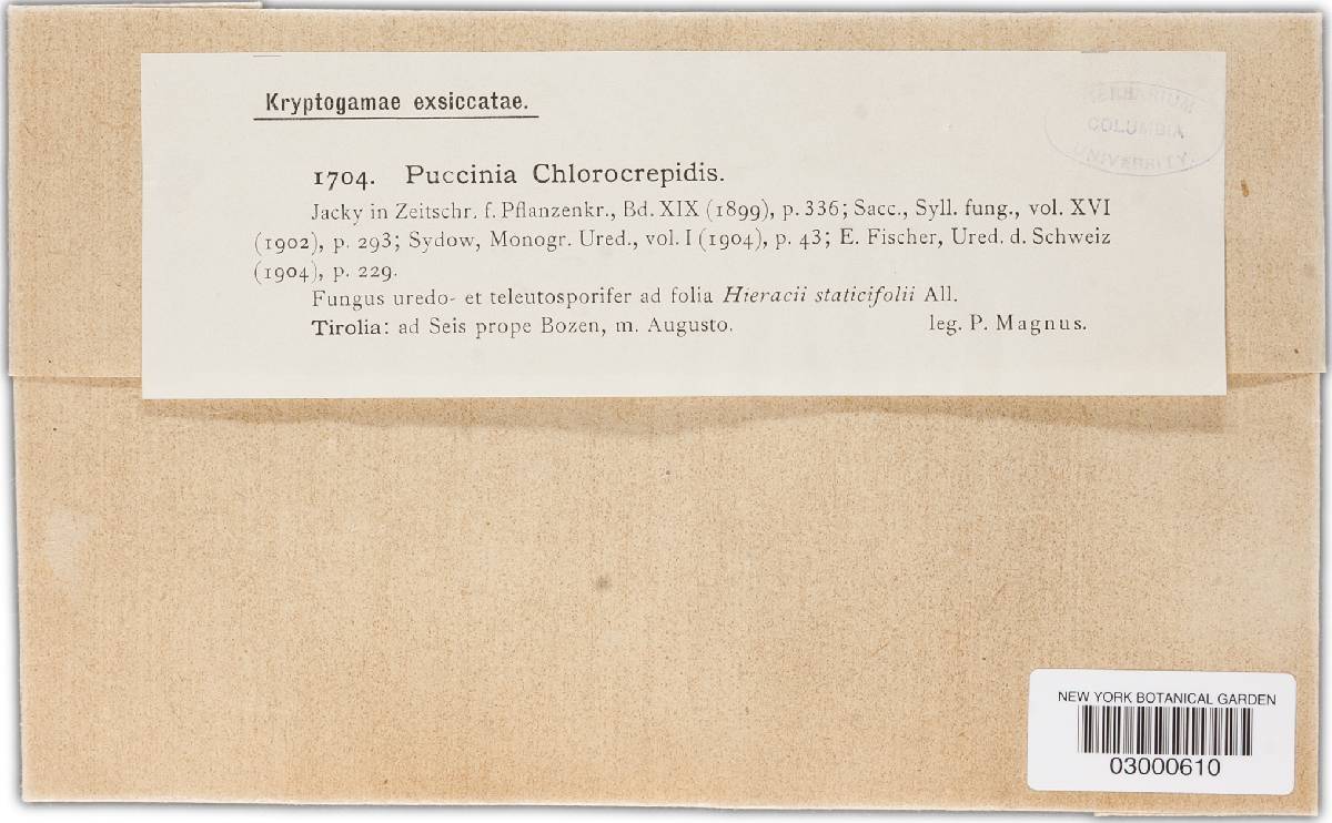Puccinia chlorocrepidis image