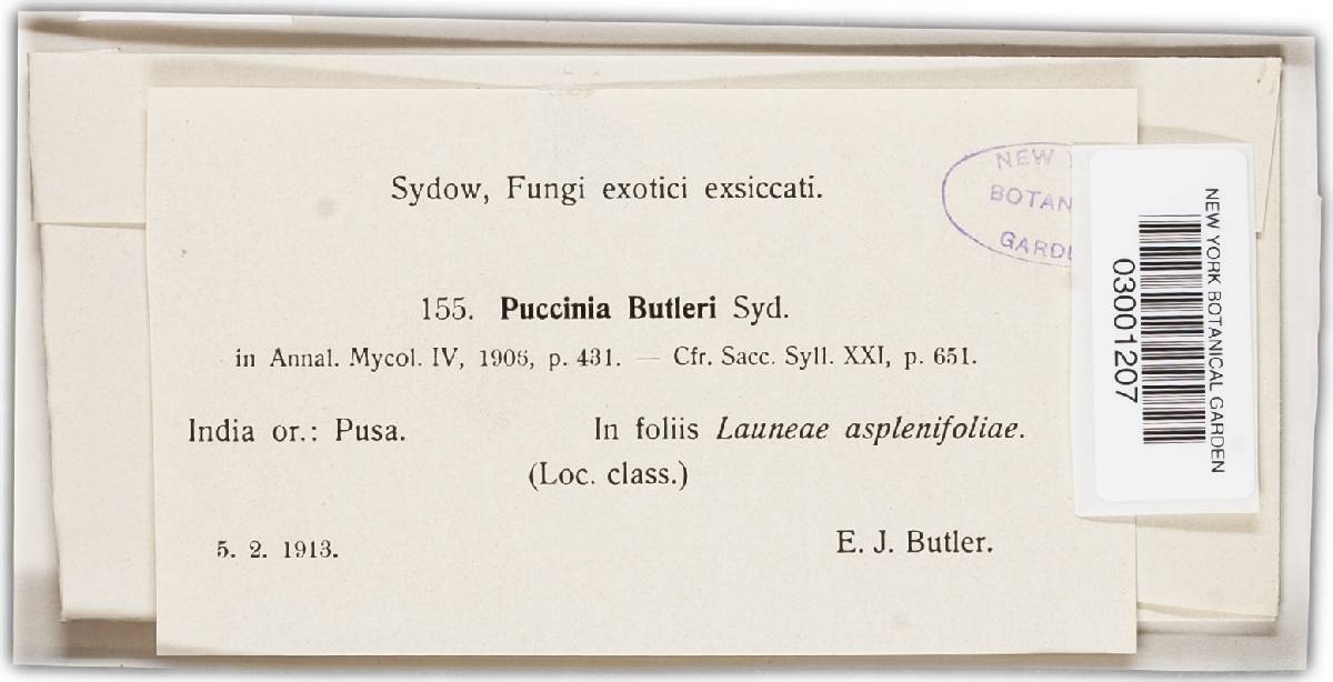 Puccinia butleri image