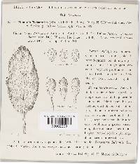 Puccinia balsamitae image