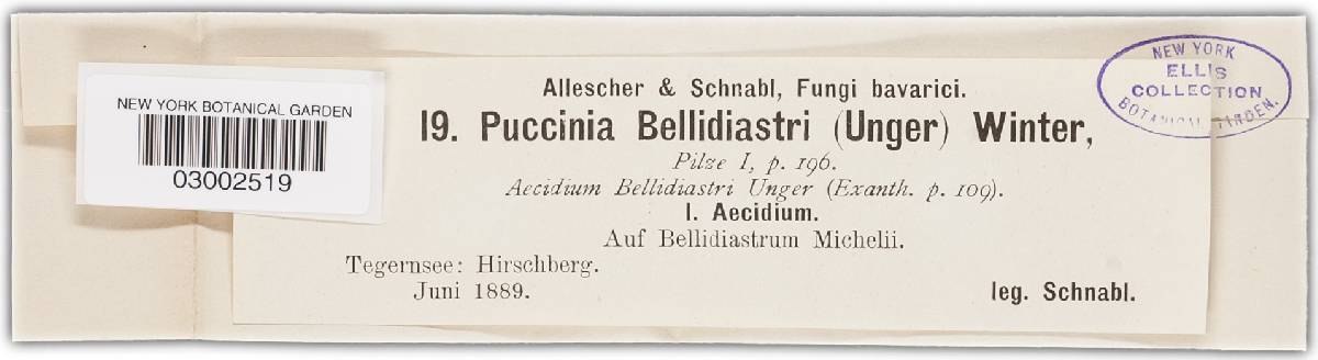 Puccinia bellidiastri image