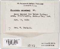 Puccinia asparagi image