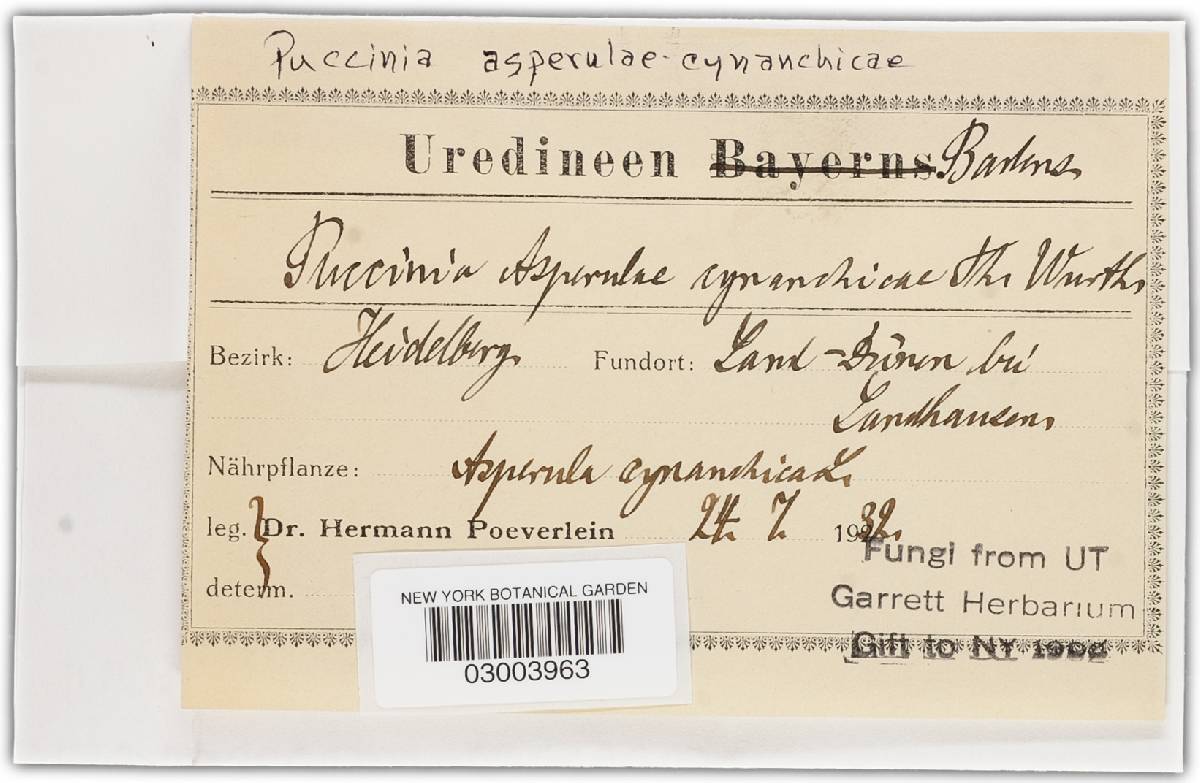 Puccinia asperulae-cynanchicae image