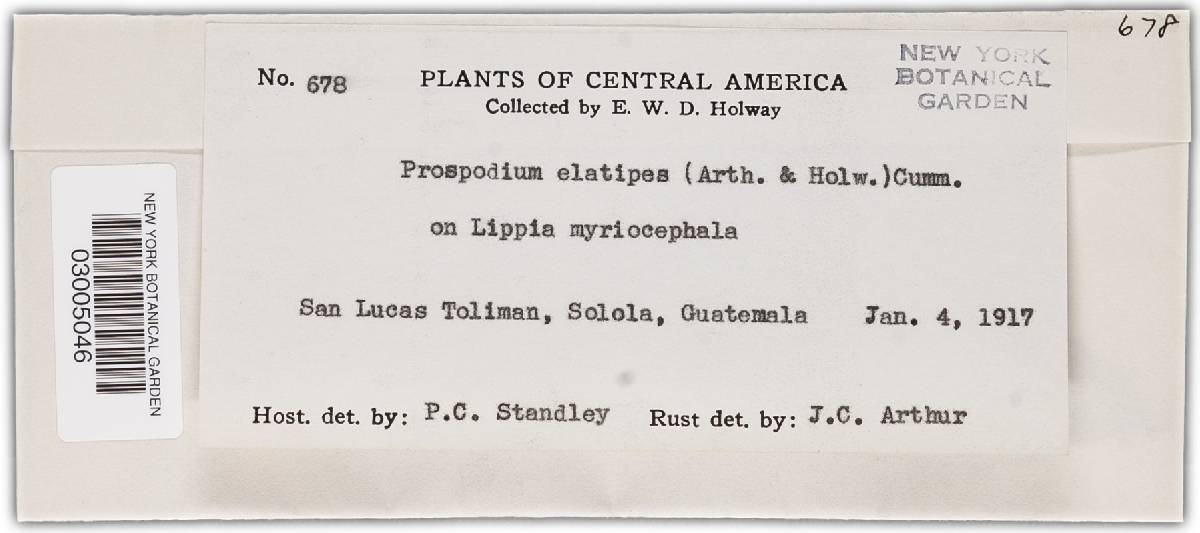 Porotenus elatipes image