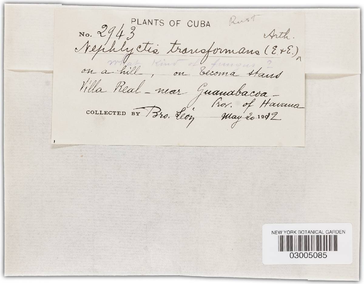 Prospodium transformans image