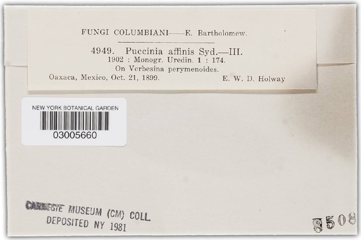 Puccinia affinis image