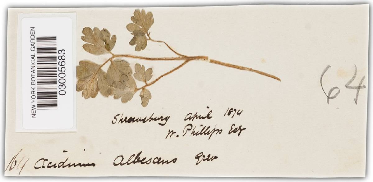 Puccinia albescens image
