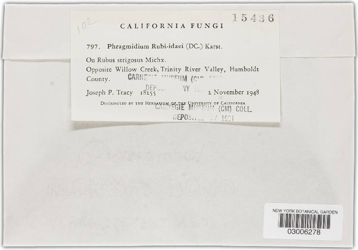 Phragmidium rubi-idaei image