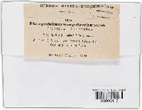 Phragmidium sanguisorbae image