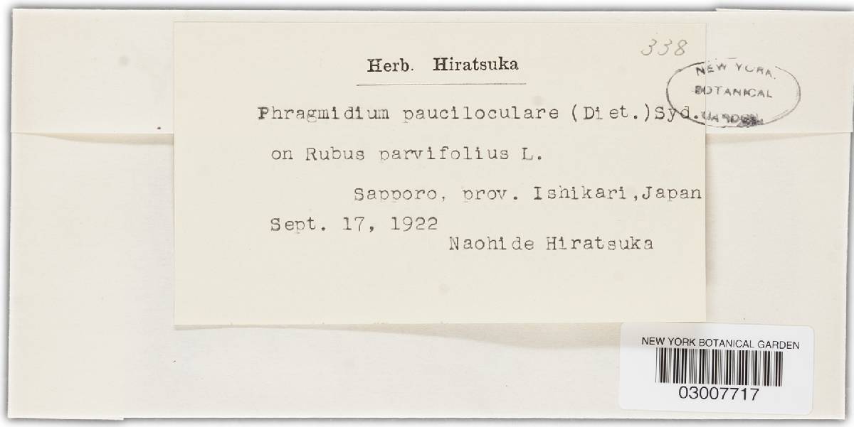 Phragmidium pauciloculare image