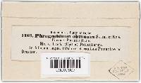 Phragmidium potentillae image